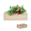 Erdbeer-Anbauset (Waldbeere-Sorte Fragaria vesca) mit Gartenkompost in einer Holzkiste. Hergestellt in der EU.-Holz-8719941056930