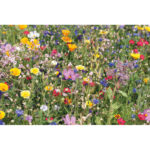 Mélange de graines de fleurs Sauvages dans une enveloppe kraft. Fabriqué en UE-Beige-8719941056893-3